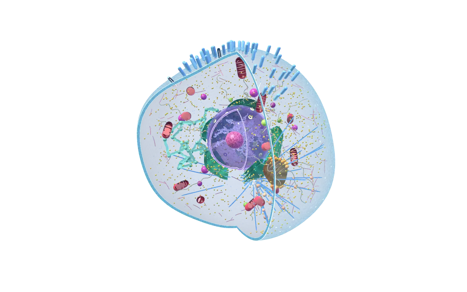 3D model of an animal cell cut open to show the nucleus, mitochondria, Golgi apparatus and endoplasmic reticulum