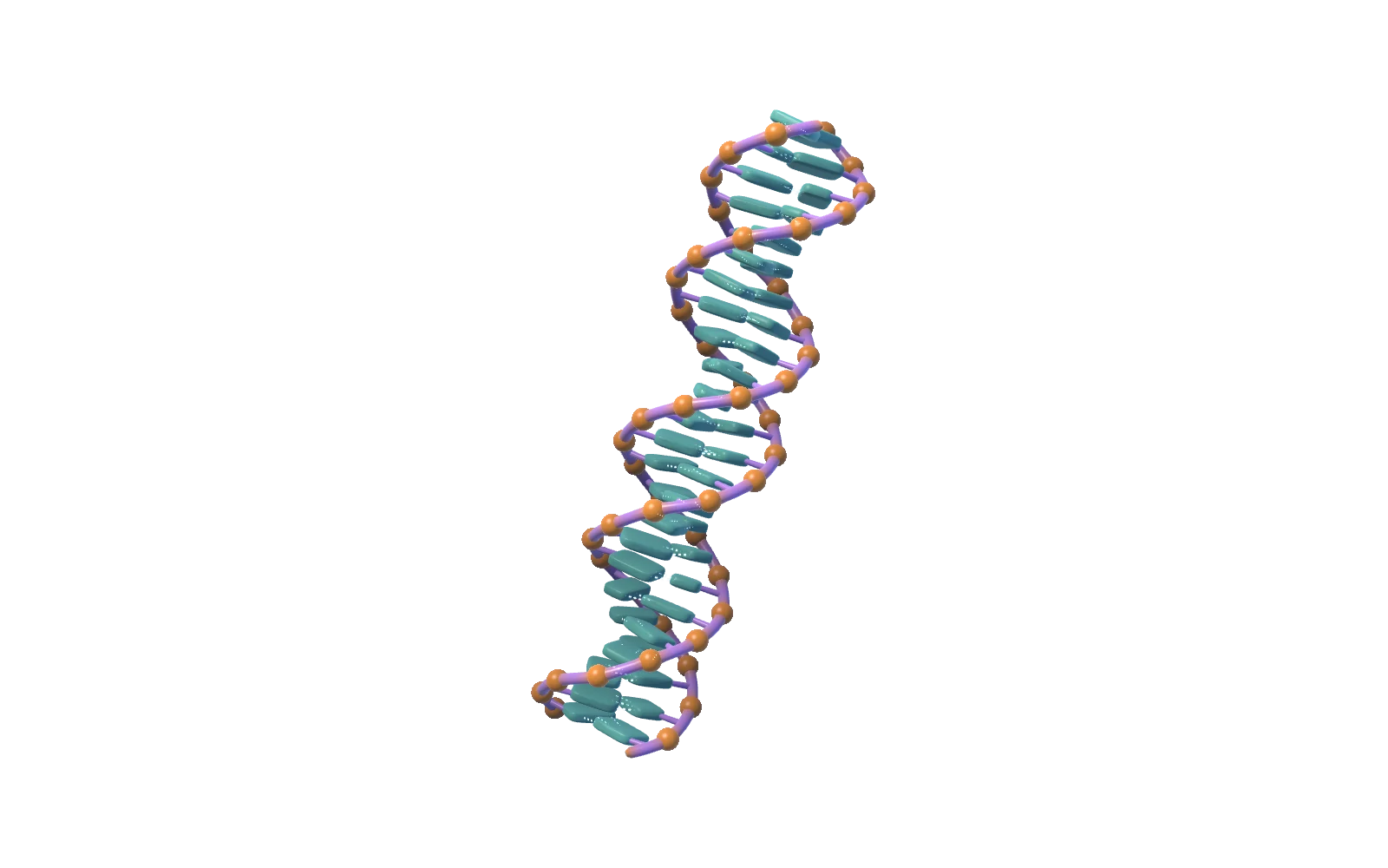 3D model of the DNA double helix with labeled parts