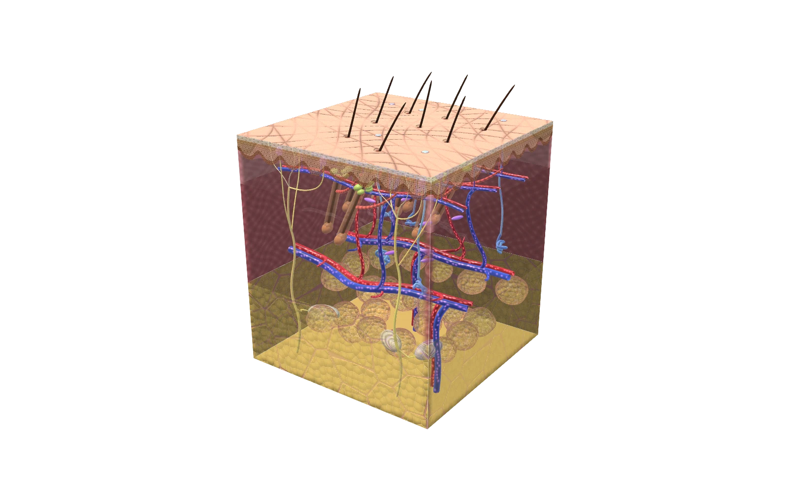 3D model of a block of human skin cut open to show the epidermis, dermis, hypodermis, a hair follicle and a sweat gland