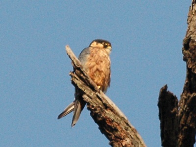 African Hobby