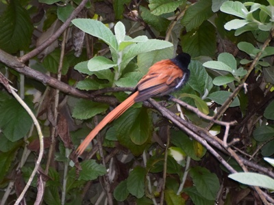 African Paradise Flycatcher