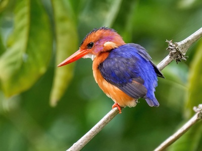 African Pygmy Kingfisher