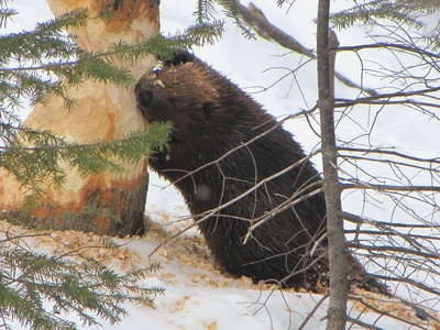 American Beaver