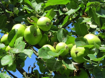 Apples
