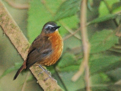 Archer's Robin-Chat