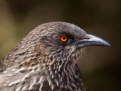 Arrow-marked Babbler