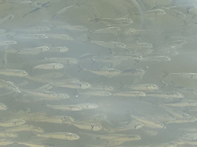 Atlantic menhaden