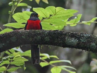 Bar-tailed Trogon