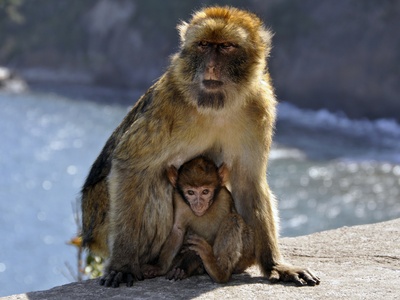 Barbary Macaque