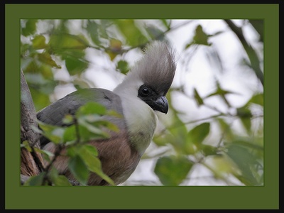 Bare-faced Go-away-bird