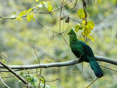 Black-billed Turaco