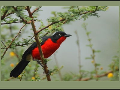 Black-headed Gonolek