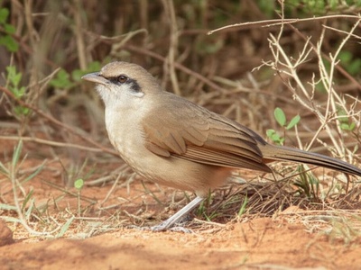 Black-lored Babbler
