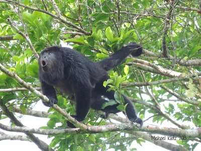 Black Howler Monkey