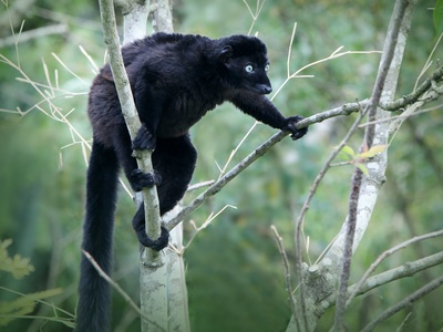 Blue-eyed Black Lemur