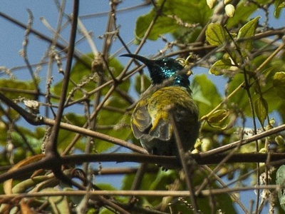 Blue-headed Sunbird