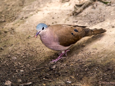 Blue-spotted Wood-Dove