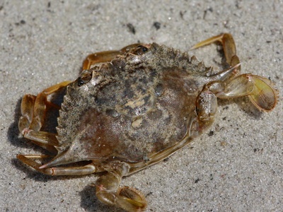 Blue crab (Callinectes sapidus)