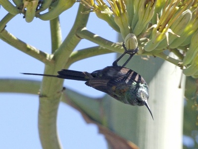 Bronze Sunbird