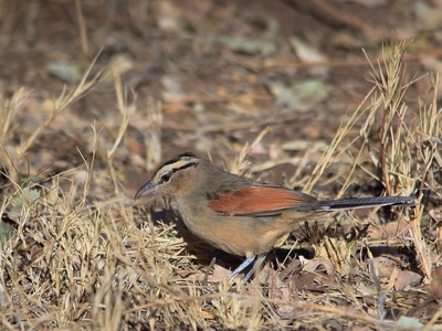 Brown-crowned Tchagra