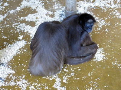 Brown Spider Monkey