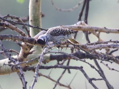 Cardinal Woodpecker