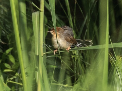 Carruthers's Cisticola