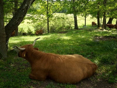 Cattle and calves