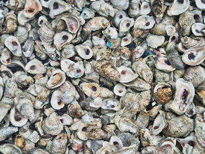 Chesapeake Bay oysters
