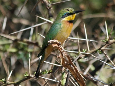 Cinnamon-breasted Bee-eater