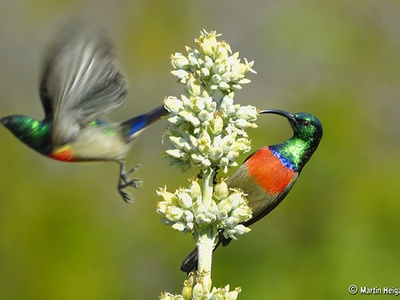 Collared Sunbird