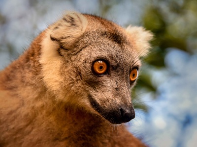 Common Brown Lemur