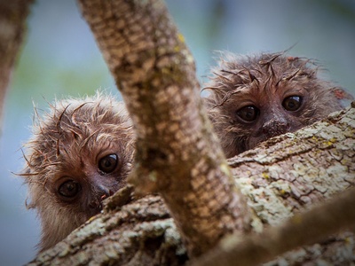 Common Marmoset