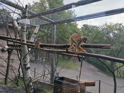 Common Squirrel Monkey
