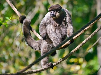 Common Woolly Monkey