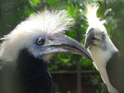 Crowned Hornbill