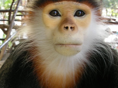 Douc Langur