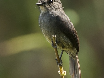 Dusky-blue Flycatcher