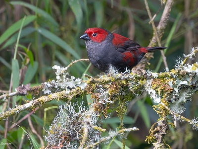 Dusky Crimsonwing