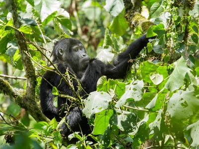 Eastern Gorilla