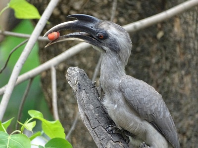 Eastern Grey Plantain-eater