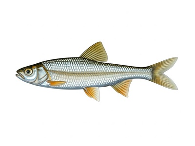 Edelfisch
