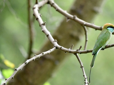 Emerald-spotted Wood-Dove
