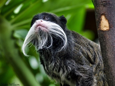 Emperor Tamarin