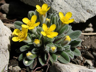 Engadine Whitlow-grass