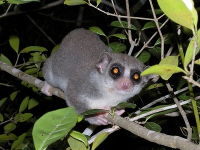 Fat-tailed Dwarf Lemur