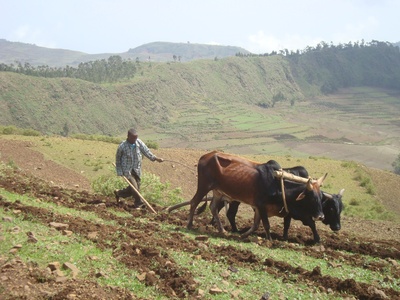 Fertile Soils