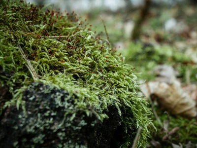 Forest cover