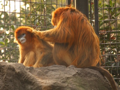 Golden Snub-nosed Monkey