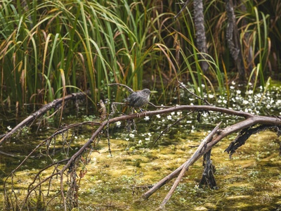 Grauer's Swamp Warbler